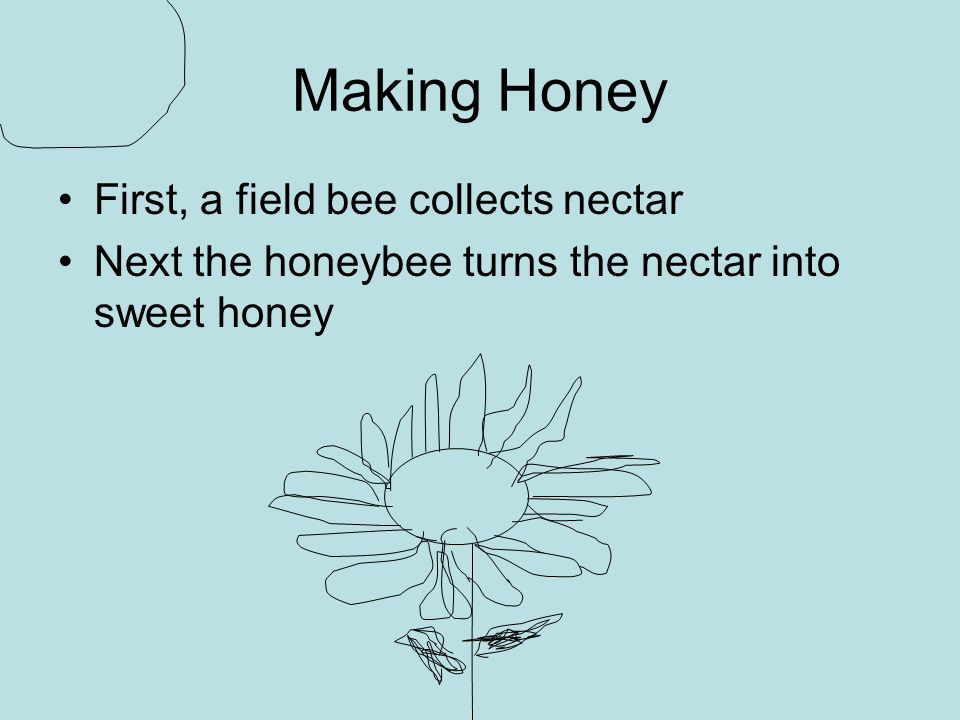 Making Honey First, a field bee collects nectar Next the honeybee turns the nectar into sweet honey