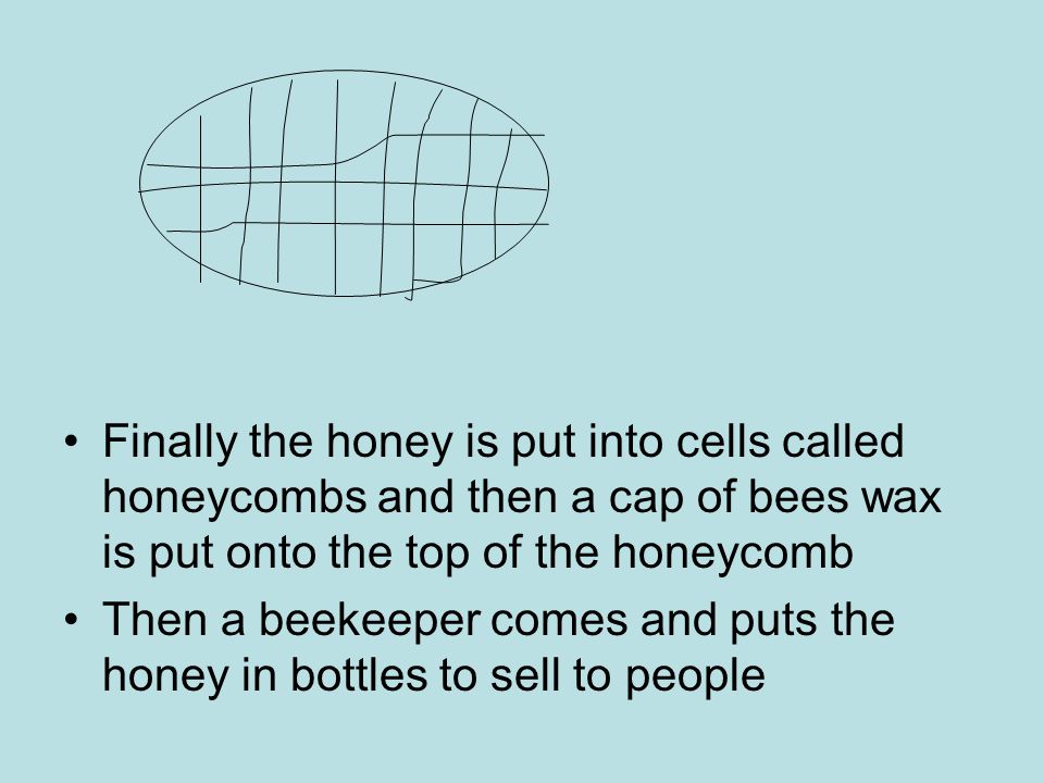 Finally the honey is put into cells called honeycombs and then a cap of bees wax is put onto the top of the honeycomb Then a beekeeper comes and puts the honey in bottles to sell to people