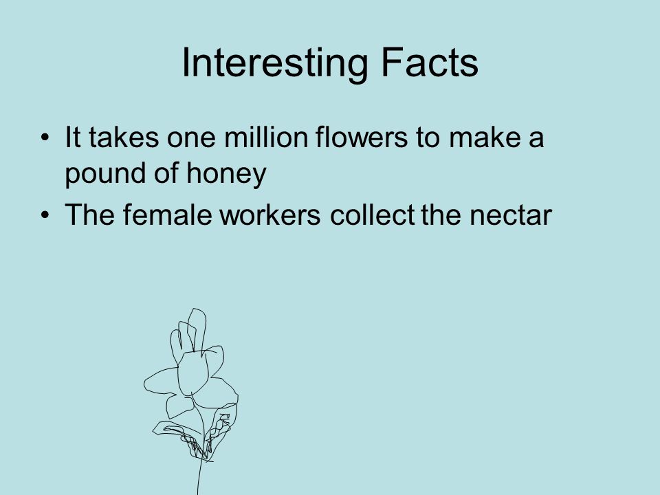 Interesting Facts It takes one million flowers to make a pound of honey The female workers collect the nectar