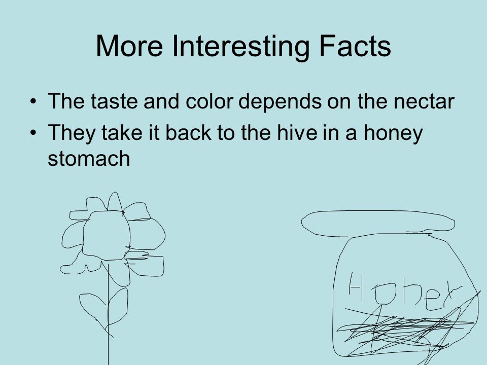 More Interesting Facts The taste and color depends on the nectar They take it back to the hive in a honey stomach
