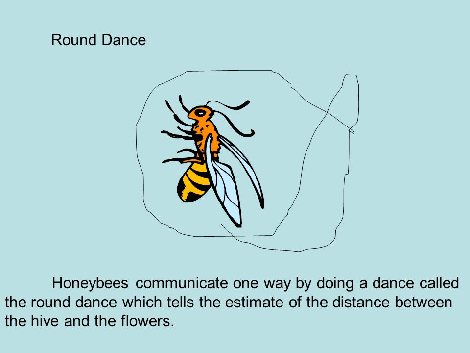 Honeybees communicate one way by doing a dance called the round dance which tells the estimate of the distance between the hive and the flowers.