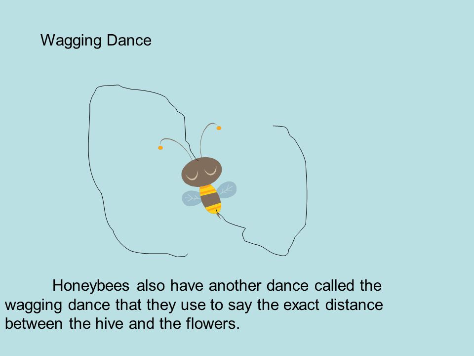 Honeybees also have another dance called the wagging dance that they use to say the exact distance between the hive and the flowers.