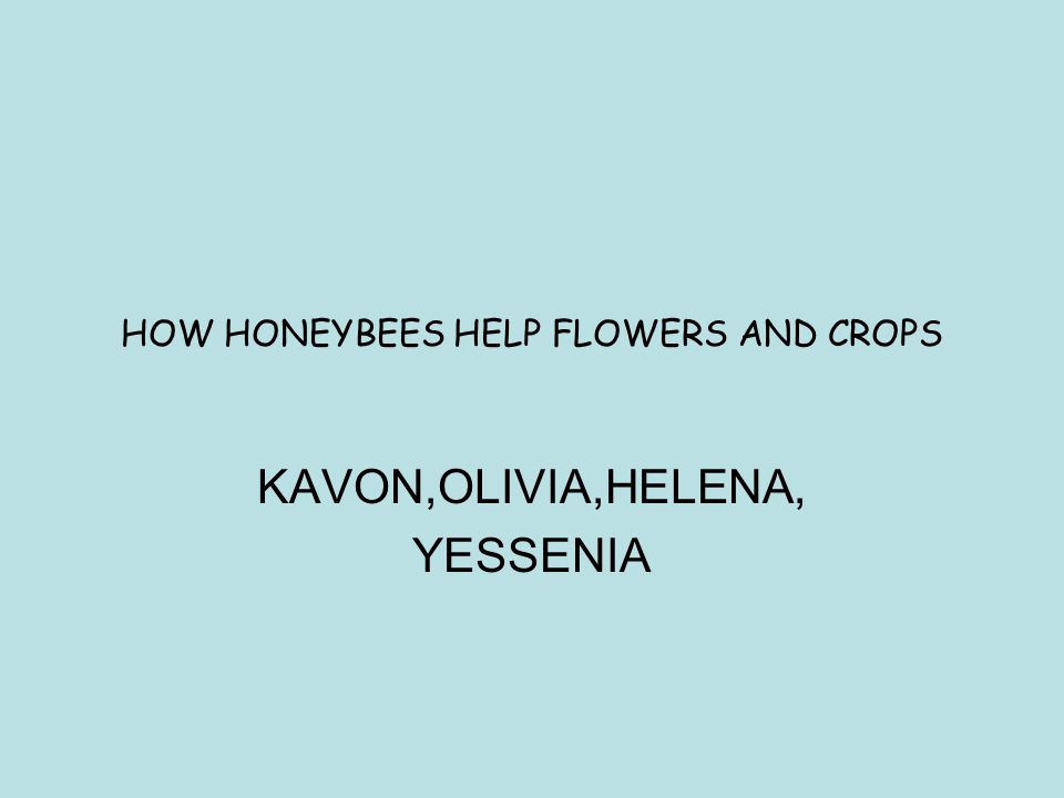 HOW HONEYBEES HELP FLOWERS AND CROPS KAVON,OLIVIA,HELENA, YESSENIA