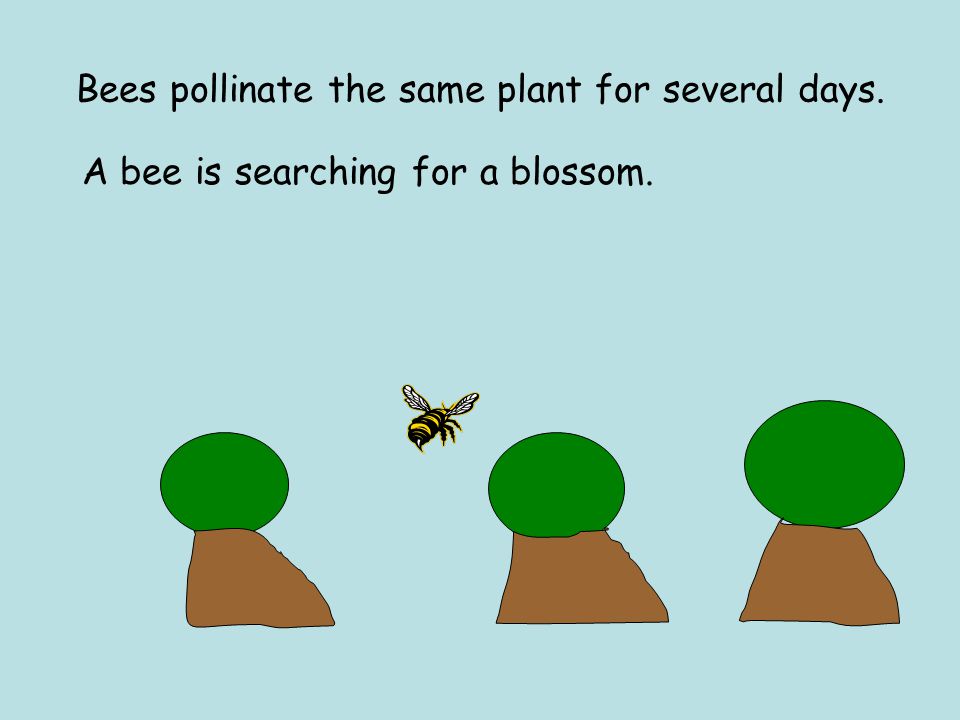 Bees pollinate the same plant for several days. A bee is searching for a blossom.