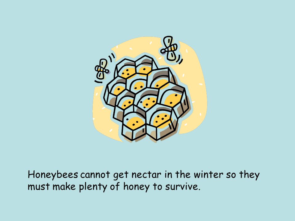 Honeybees cannot get nectar in the winter so they must make plenty of honey to survive.