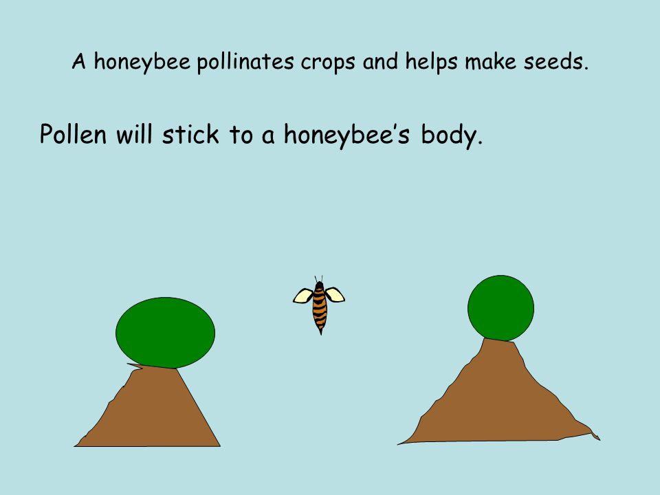 A honeybee pollinates crops and helps make seeds. Pollen will stick to a honeybee’s body.