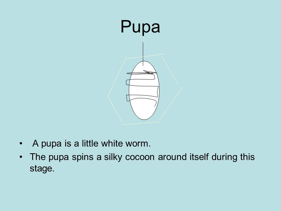 Pupa A pupa is a little white worm. The pupa spins a silky cocoon around itself during this stage.