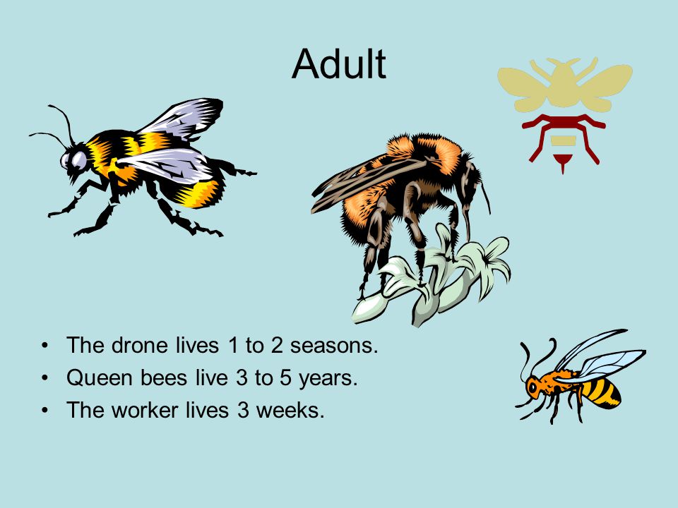 Adult The drone lives 1 to 2 seasons. Queen bees live 3 to 5 years. The worker lives 3 weeks.