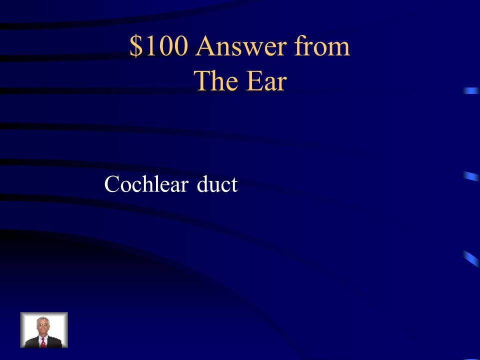 $100 Question from The Ear Which of the following is not concerned with the sense of equilibrium.