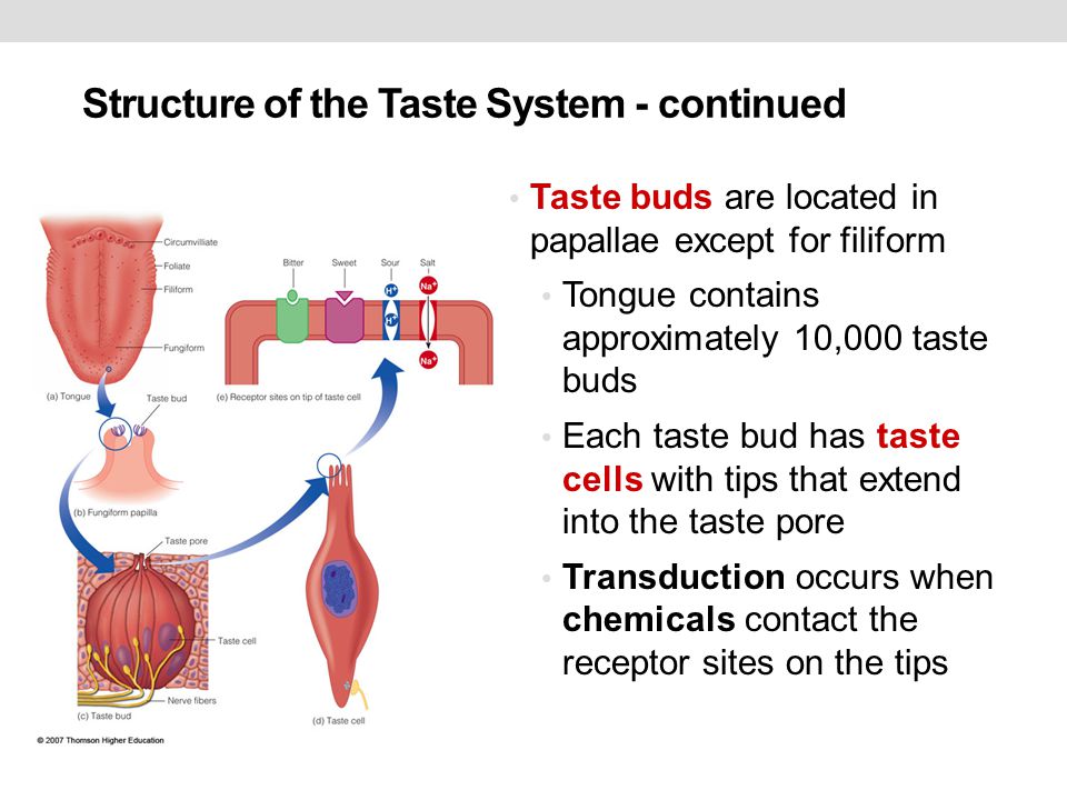 Chemical Senses Taste And Smell 1 Taste Bud Receptors Ppt Download