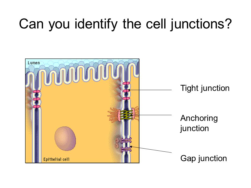Cell Junctions anchoring. Types of Cell Junctions In plants: –Plasmodesmata  In animals: ECM (Extra-cellular Matrix)- –Tight Junctions –Anchoring  Junctions. - ppt download
