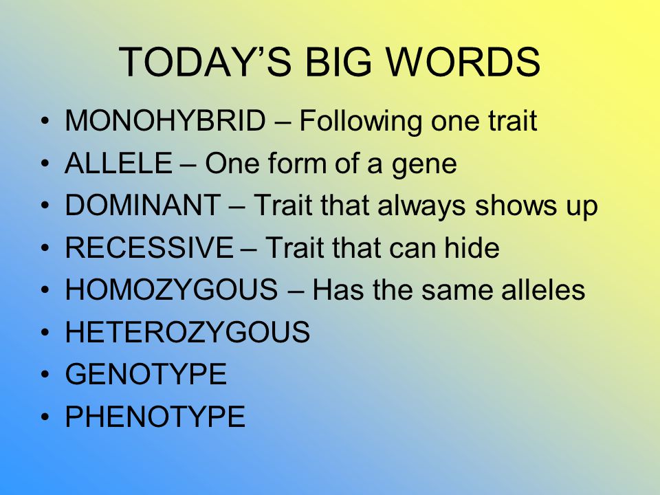TODAY’S BIG WORDS MONOHYBRID – Following one trait ALLELE – One form of a gene DOMINANT – Trait that always shows up RECESSIVE – Trait that can hide HOMOZYGOUS – Has the same alleles HETEROZYGOUS GENOTYPE PHENOTYPE