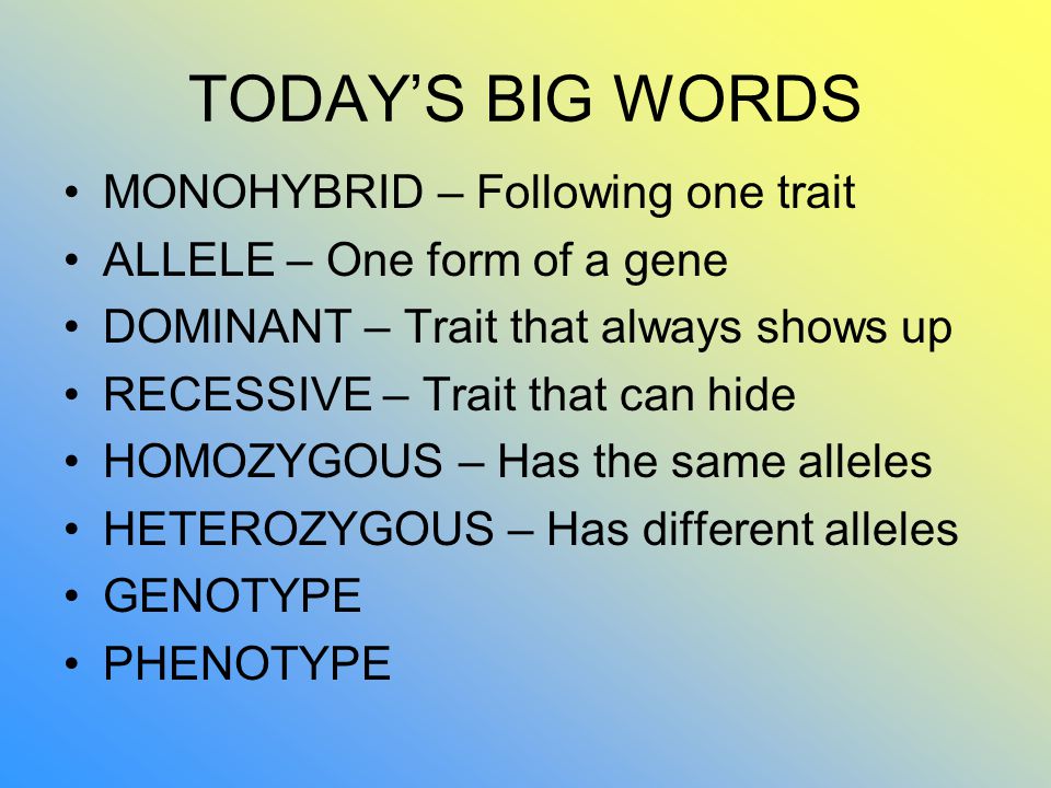 TODAY’S BIG WORDS MONOHYBRID – Following one trait ALLELE – One form of a gene DOMINANT – Trait that always shows up RECESSIVE – Trait that can hide HOMOZYGOUS – Has the same alleles HETEROZYGOUS – Has different alleles GENOTYPE PHENOTYPE