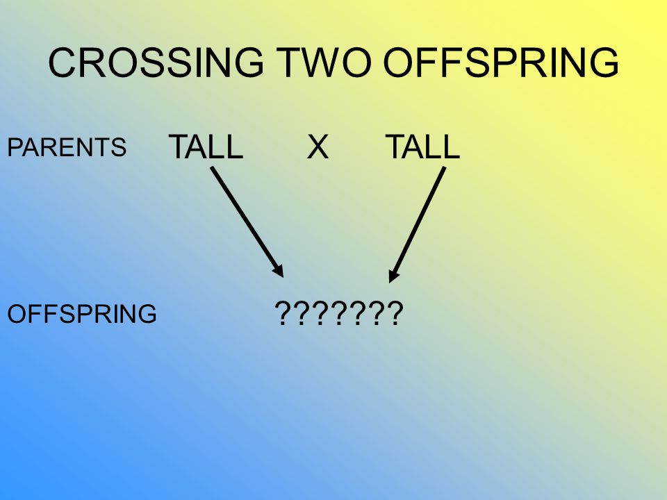 CROSSING TWO OFFSPRING TALL X PARENTS OFFSPRING