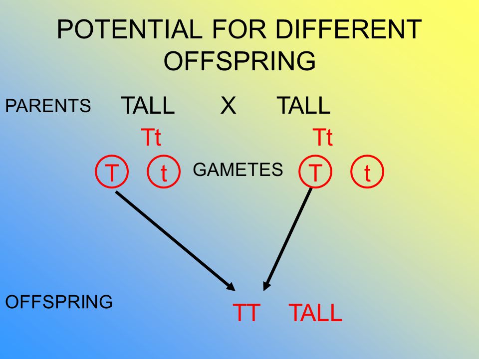 POTENTIAL FOR DIFFERENT OFFSPRING TALL X PARENTS OFFSPRING Tt Tt GAMETES tT TTTALL