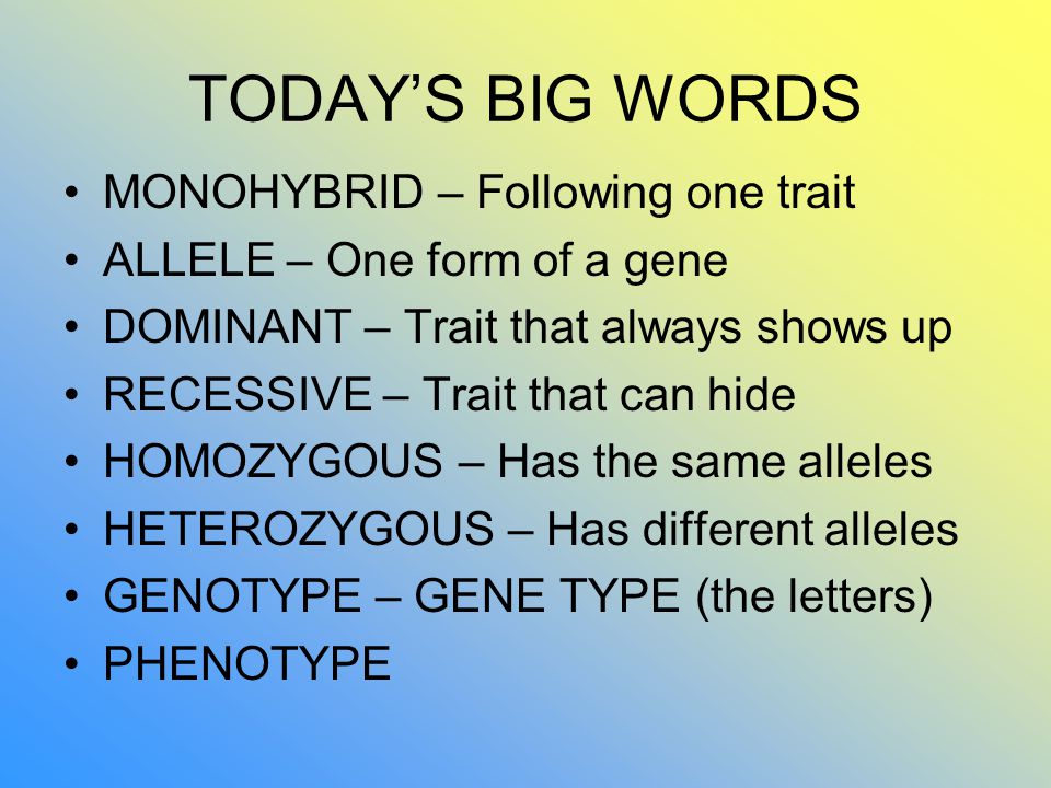 TODAY’S BIG WORDS MONOHYBRID – Following one trait ALLELE – One form of a gene DOMINANT – Trait that always shows up RECESSIVE – Trait that can hide HOMOZYGOUS – Has the same alleles HETEROZYGOUS – Has different alleles GENOTYPE – GENE TYPE (the letters) PHENOTYPE