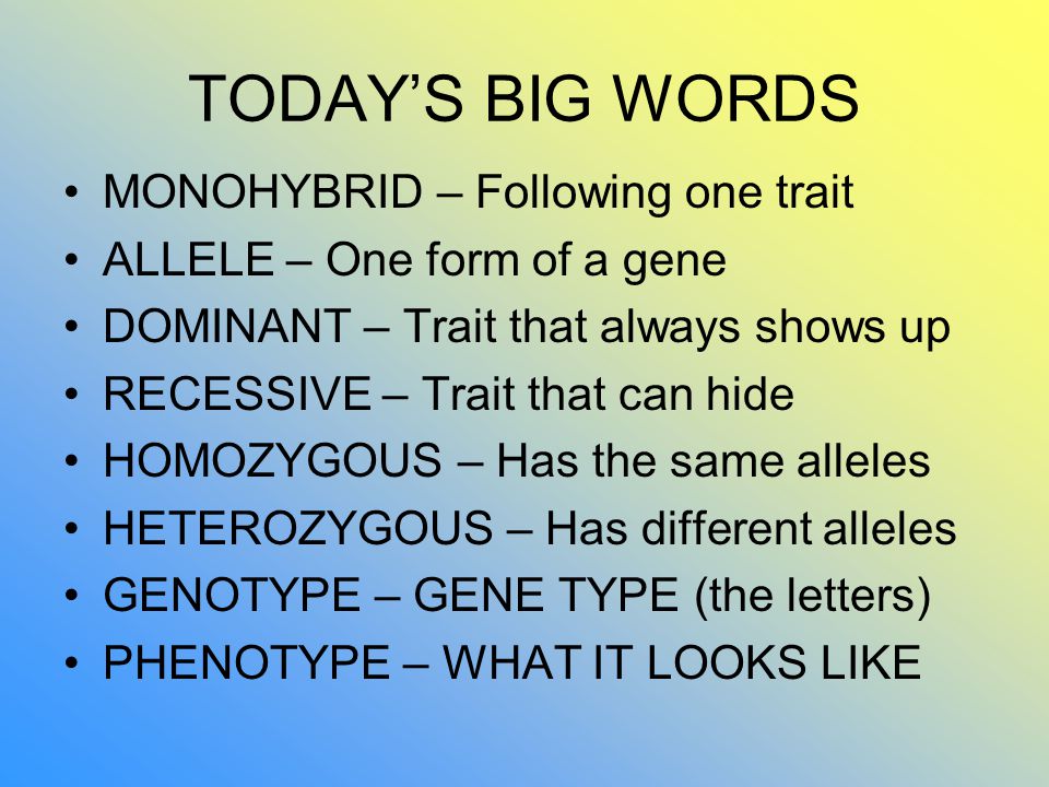 TODAY’S BIG WORDS MONOHYBRID – Following one trait ALLELE – One form of a gene DOMINANT – Trait that always shows up RECESSIVE – Trait that can hide HOMOZYGOUS – Has the same alleles HETEROZYGOUS – Has different alleles GENOTYPE – GENE TYPE (the letters) PHENOTYPE – WHAT IT LOOKS LIKE