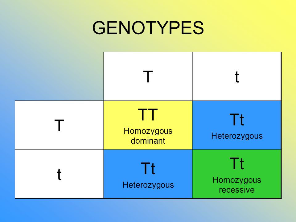 GENOTYPES Tt T TT Homozygous dominant Tt Heterozygous t Tt Heterozygous Tt Homozygous recessive