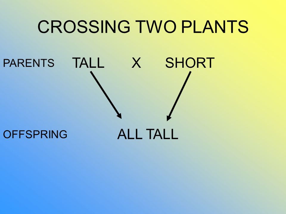 CROSSING TWO PLANTS SHORTTALLX ALL TALL PARENTS OFFSPRING