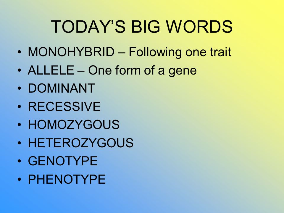 TODAY’S BIG WORDS MONOHYBRID – Following one trait ALLELE – One form of a gene DOMINANT RECESSIVE HOMOZYGOUS HETEROZYGOUS GENOTYPE PHENOTYPE