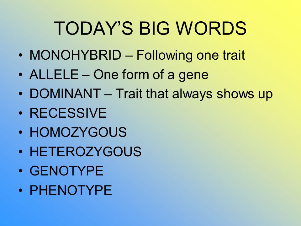TODAY’S BIG WORDS MONOHYBRID – Following one trait ALLELE – One form of a gene DOMINANT – Trait that always shows up RECESSIVE HOMOZYGOUS HETEROZYGOUS GENOTYPE PHENOTYPE