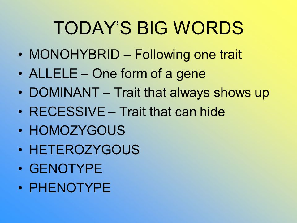 TODAY’S BIG WORDS MONOHYBRID – Following one trait ALLELE – One form of a gene DOMINANT – Trait that always shows up RECESSIVE – Trait that can hide HOMOZYGOUS HETEROZYGOUS GENOTYPE PHENOTYPE