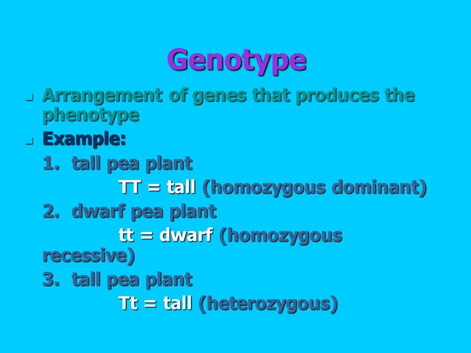 Genotype Arrangement of genes that produces the phenotype Arrangement of genes that produces the phenotype Example: Example: 1.tall pea plant TT = tall (homozygous dominant) 2.dwarf pea plant tt = dwarf (homozygous recessive) 3.tall pea plant Tt = tall (heterozygous)