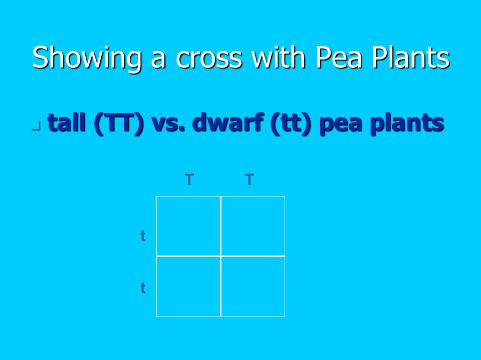 Showing a cross with Pea Plants tall (TT) vs. dwarf (tt) pea plants tall (TT) vs.