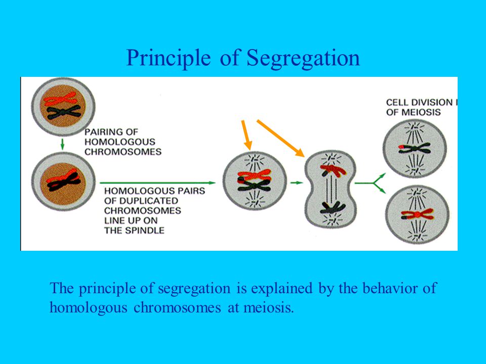 Principle of Segregation Segregation The principle of segregation is explained by the behavior of homologous chromosomes at meiosis.