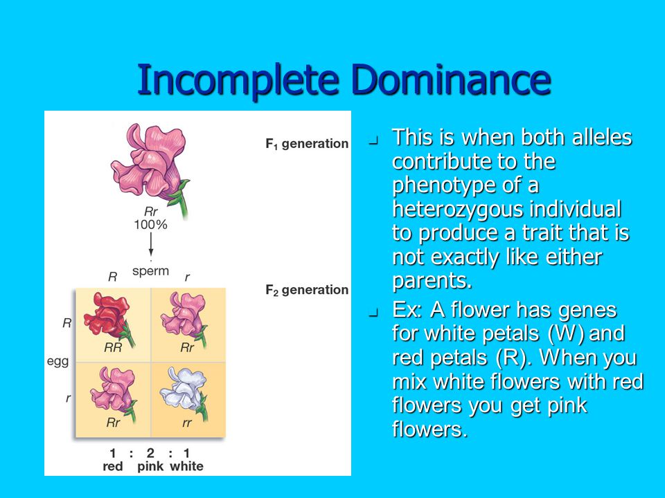 Incomplete Dominance This is when both alleles contribute to the phenotype of a heterozygous individual to produce a trait that is not exactly like either parents.