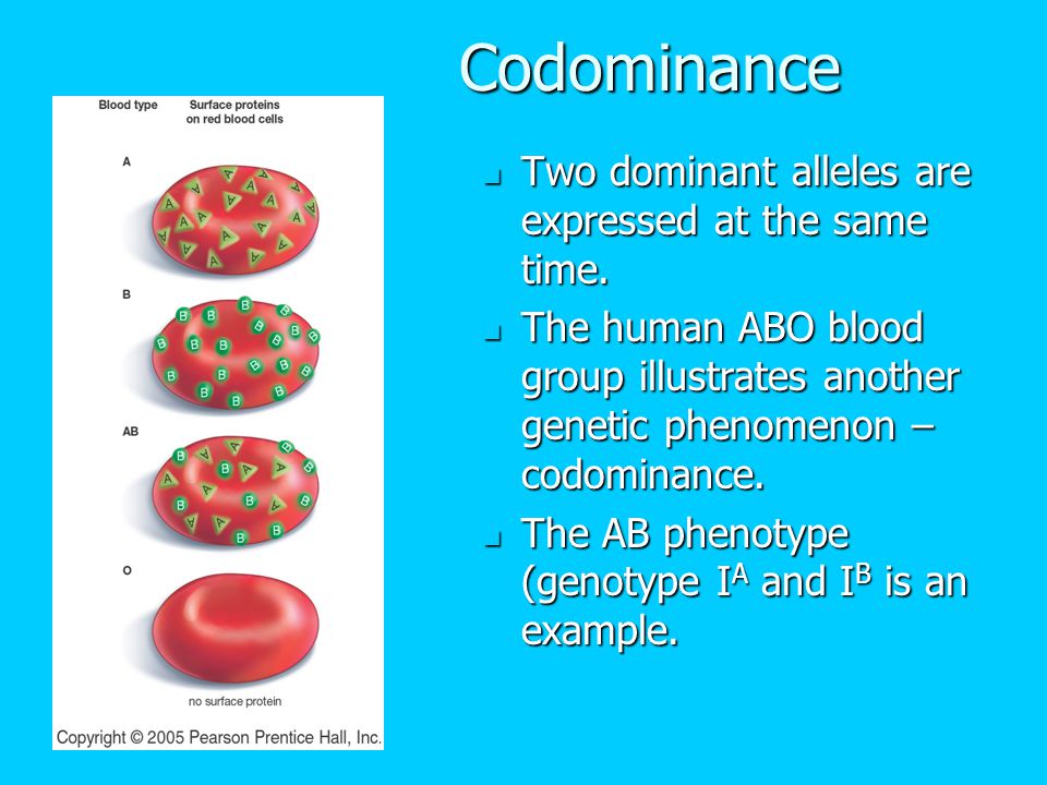 Codominance Two dominant alleles are expressed at the same time.