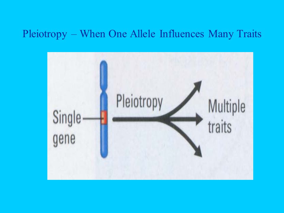 Pleiotropy – When One Allele Influences Many Traits