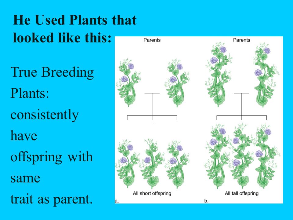 He Used Plants that looked like this: True Breeding Plants: consistently have offspring with same trait as parent.