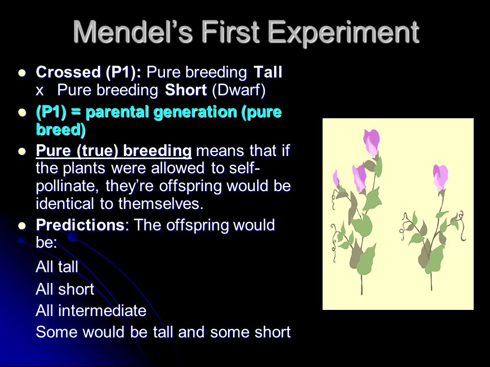 Mendel’s First Experiment Crossed (P1): Pure breeding Tall x Pure breeding Short (Dwarf) Crossed (P1): Pure breeding Tall x Pure breeding Short (Dwarf) (P1) = parental generation (pure breed) (P1) = parental generation (pure breed) Pure (true) breeding means that if the plants were allowed to self- pollinate, they’re offspring would be identical to themselves.