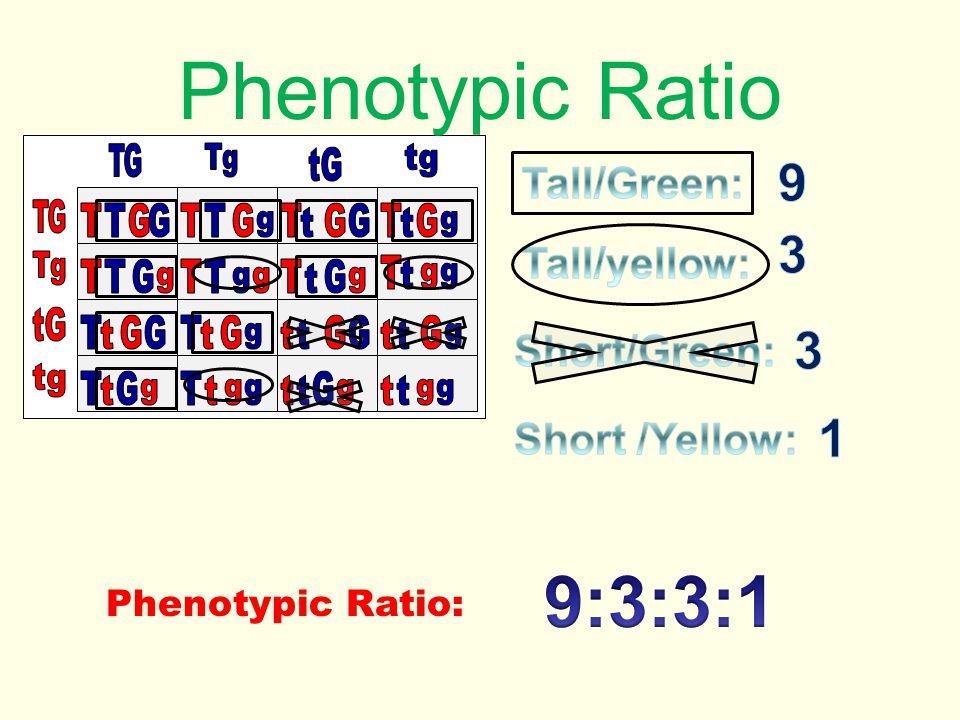 Phenotypic Ratio Phenotypic Ratio: