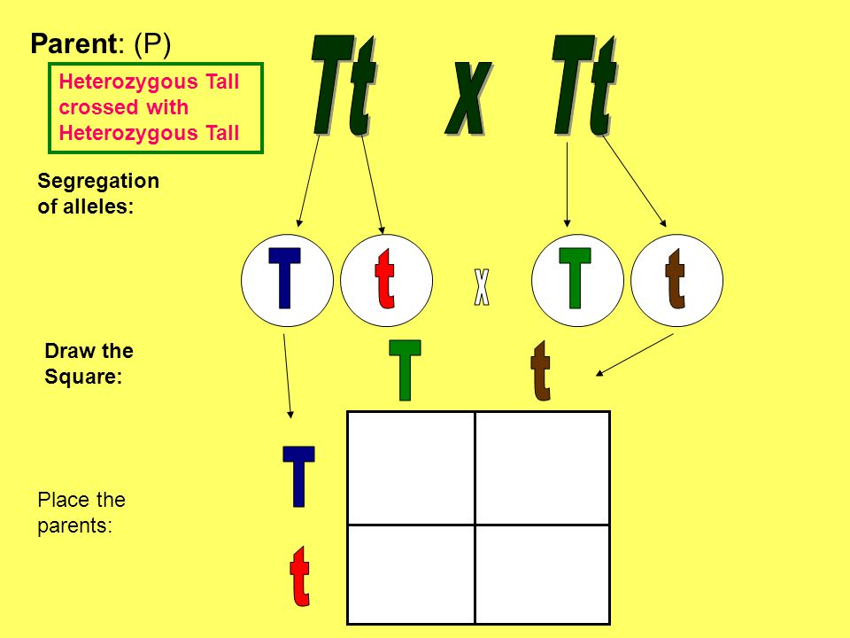 Parent: (P) Segregation of alleles: Draw the Square: Place the parents: Heterozygous Tall crossed with Heterozygous Tall