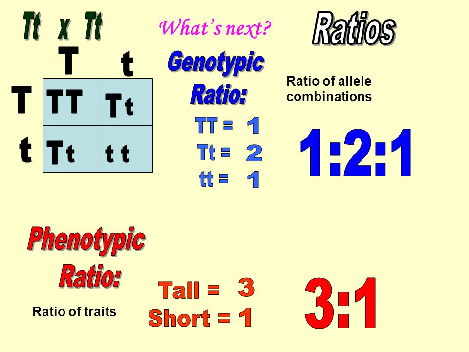 What’s next Ratio of allele combinations Ratio of traits