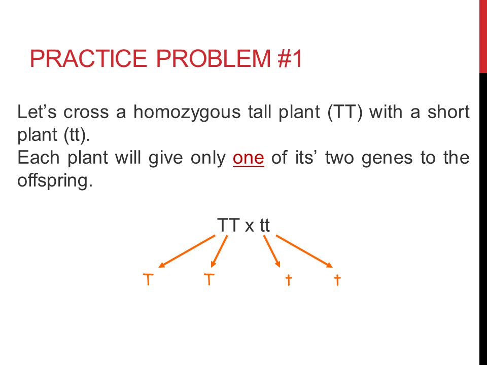 SAMPLE PROBLEMS Write the 3 possible genotypes and phenotypes for the following: Curled toes are dominant to straight toes (use the first letter of the dominant trait) 1.