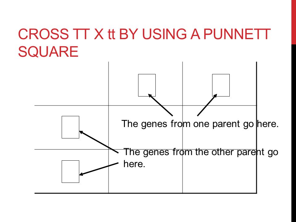 MENDELS’ LAW OF SEGREGATION TTtt Each gene (allele) separates from the other so that the offspring get only one gene from each parent for a given trait.