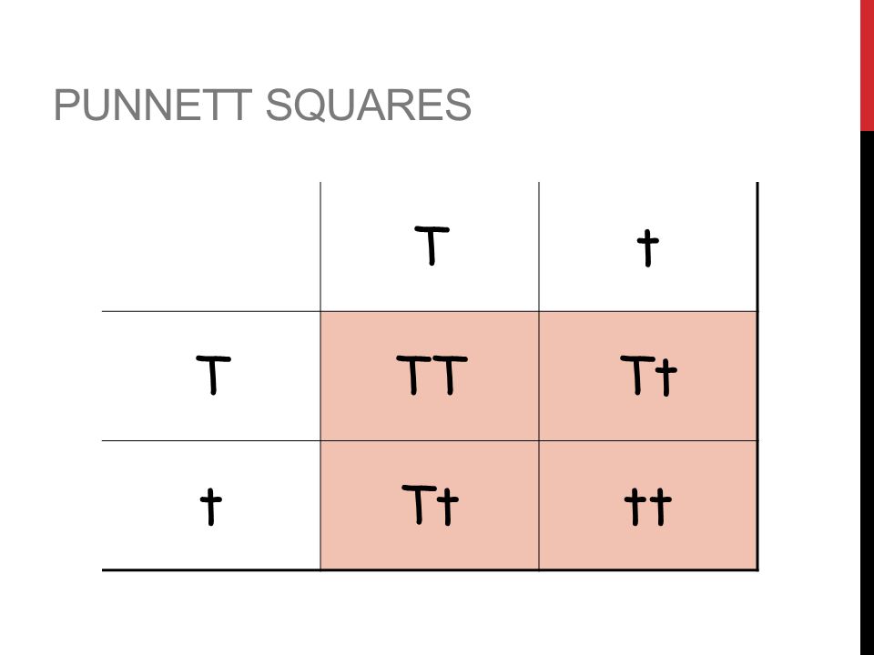 Set up a punnett square and fill it in. Hold up whiteboard