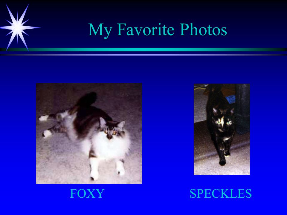 My Favorite Photos FOXYSPECKLES