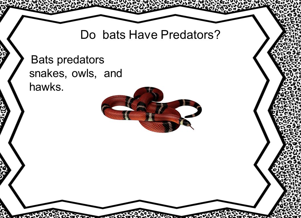 Do bats Have Predators Bats predators snakes, owls, and hawks.