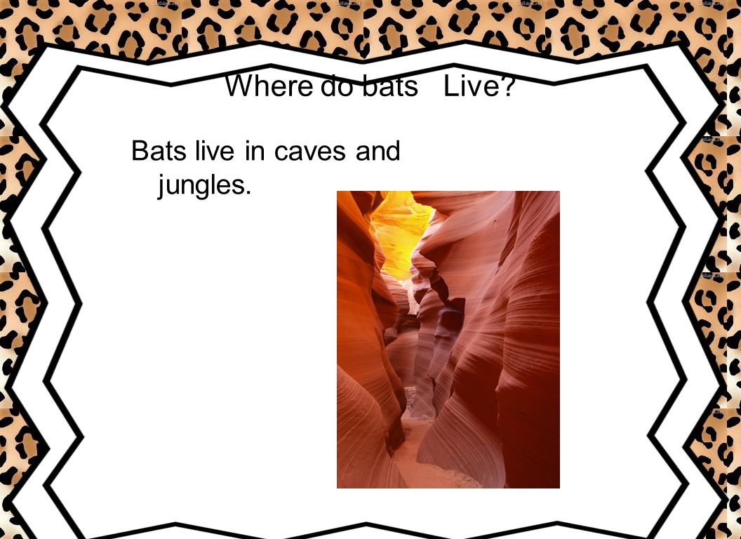 Where do bats Live Bats live in caves and jungles.