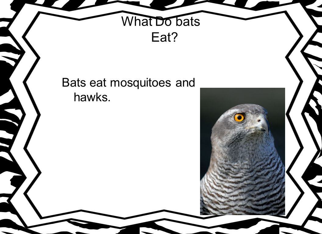 What Do bats Eat Bats eat mosquitoes and hawks.