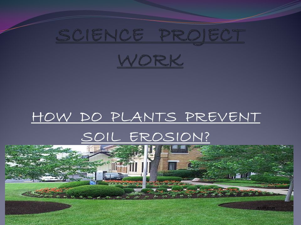 HOW DO PLANTS PREVENT SOIL EROSION