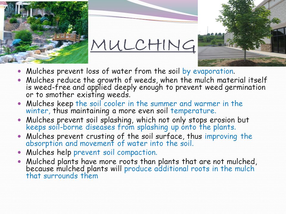 MULCHING Mulches prevent loss of water from the soil by evaporation.