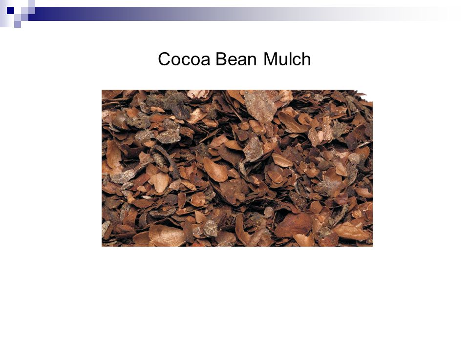 Cocoa Bean Mulch