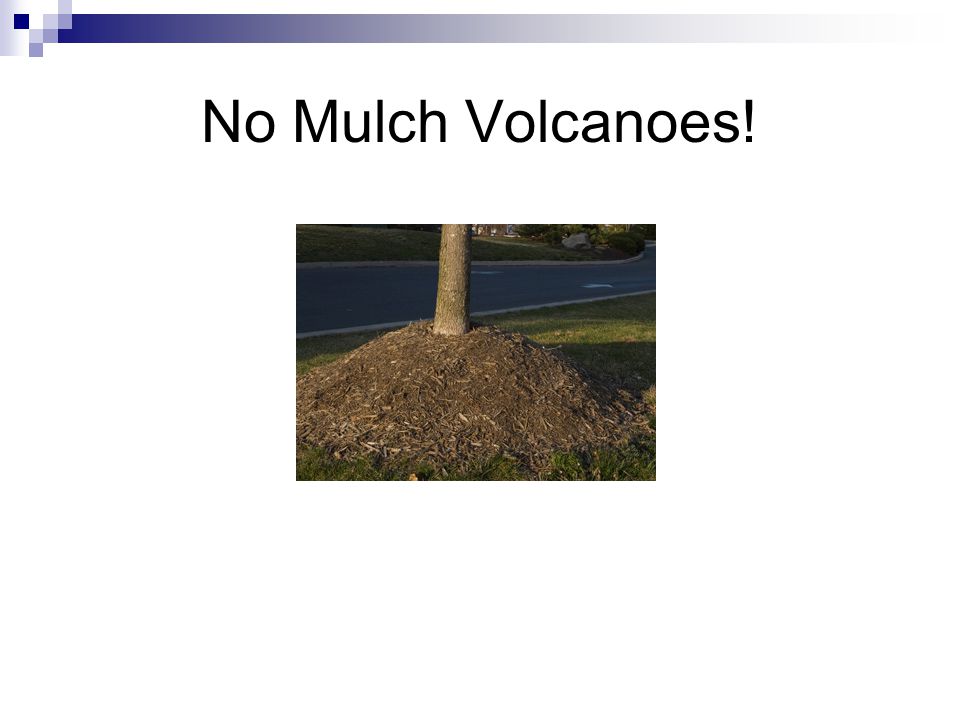 No Mulch Volcanoes!