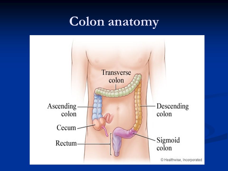 Colon anatomy