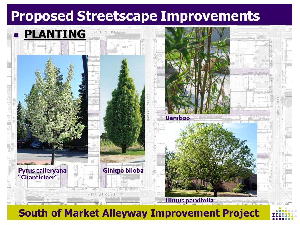 South of Market Alleyway Improvement Project Proposed Streetscape Improvements PLANTING PLANTING Pyrus calleryana Chanticleer Ulmus parvifolia Bamboo Ginkgo biloba